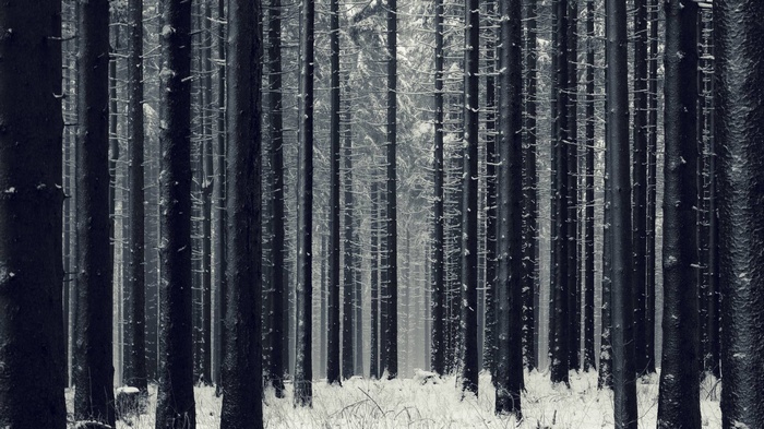 Snowy forest with tall trees