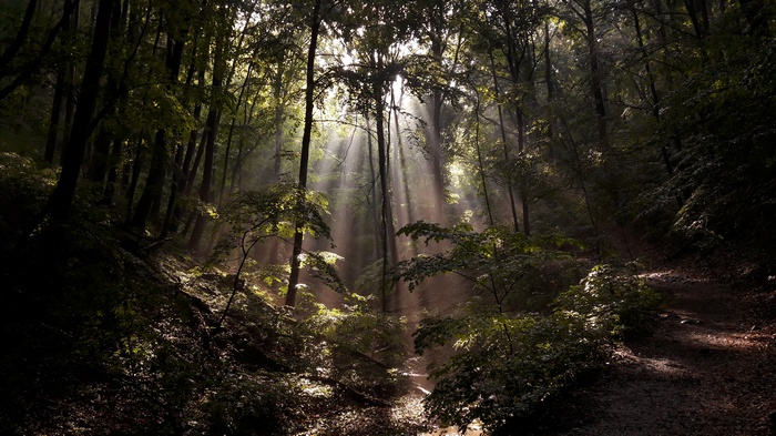 Sun rays filtering through a dense forest