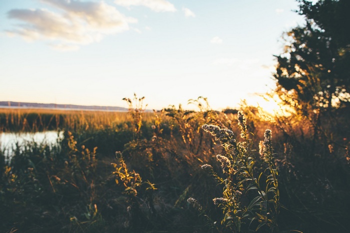 Sunset over a marsh with plants in the foreground