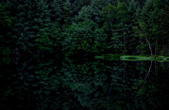 Dark forest reflected in still water