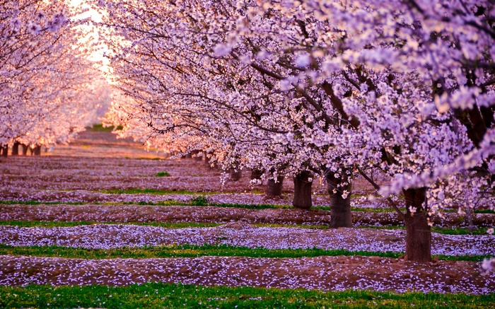 Almond orchard in bloom with pink flowers and fallen petals