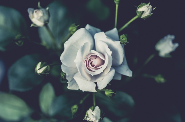 Close-up of a white rose with buds