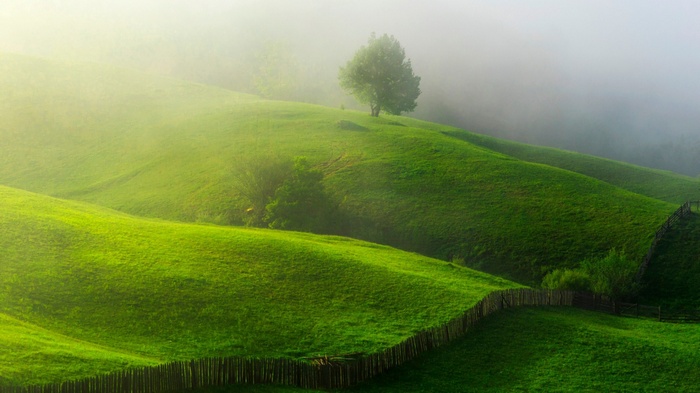 Misty green hills with a lone tree and wooden fence