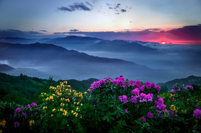 Mountains at sunset with pink and yellow flowers