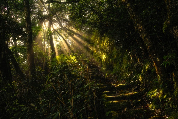 Sun rays filtering through a forest onto a stone path