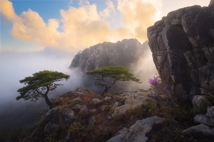 Misty mountains with pine trees and rocks