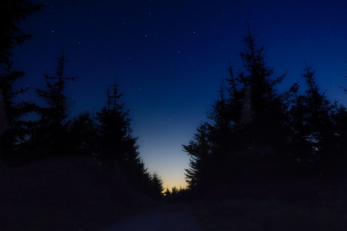 Silhouette of trees against a starry night sky