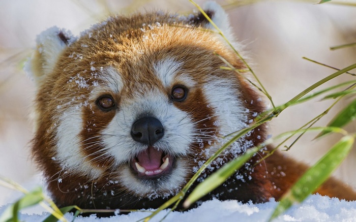 Red panda with snow on its face and bamboo