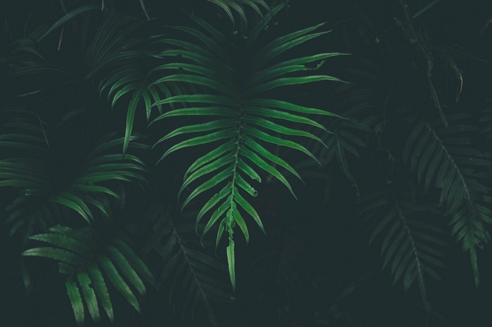 Dark green fern leaves in a forest