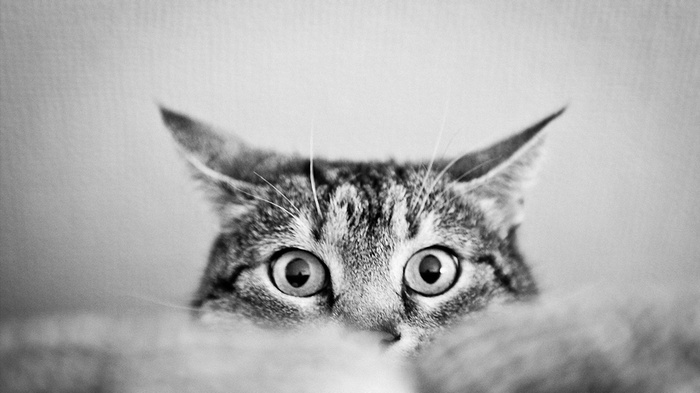 Monochrome close-up of a tabby cat's face