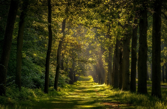 Sunlight filtering through trees onto a forest path