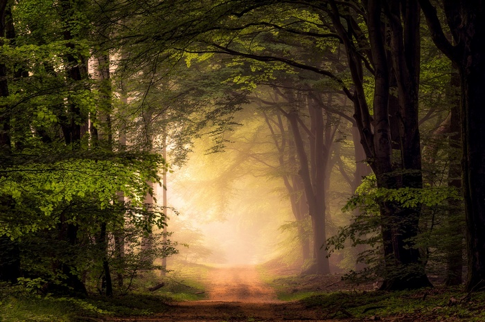 A misty forest path with sunlight filtering through trees