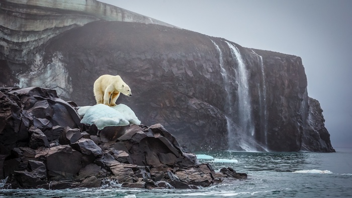 Polar bear on ice near a waterfall and rocky cliffs