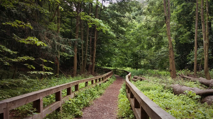 Wooden fence along a path in a forest in Poland