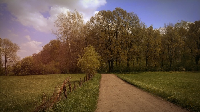 Dirt road through a spring forest in Poland