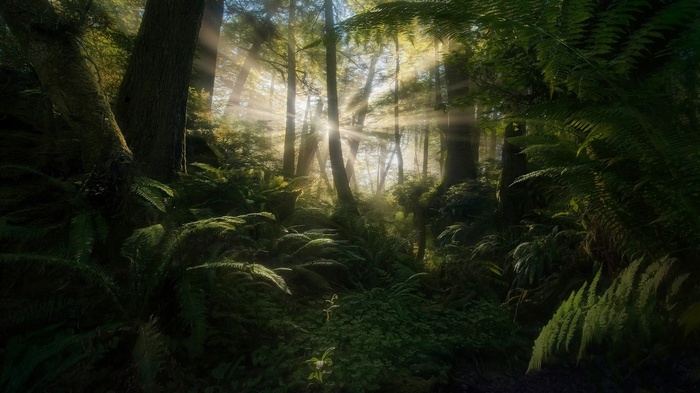 Sunlight filtering through trees in a forest
