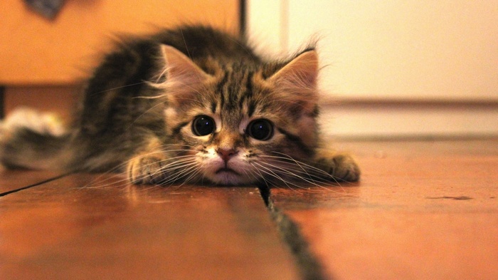 A fluffy tabby kitten lies on a wooden floor