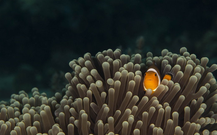 Clownfish hiding in anemone