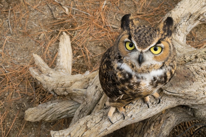 Great Horned Owl perched on a log