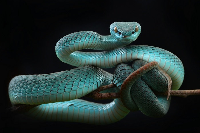 Blue pit viper coiled on a branch