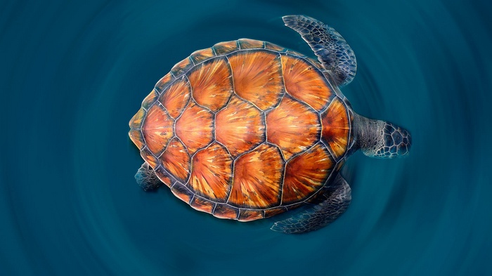 Sea turtle swimming in blue water