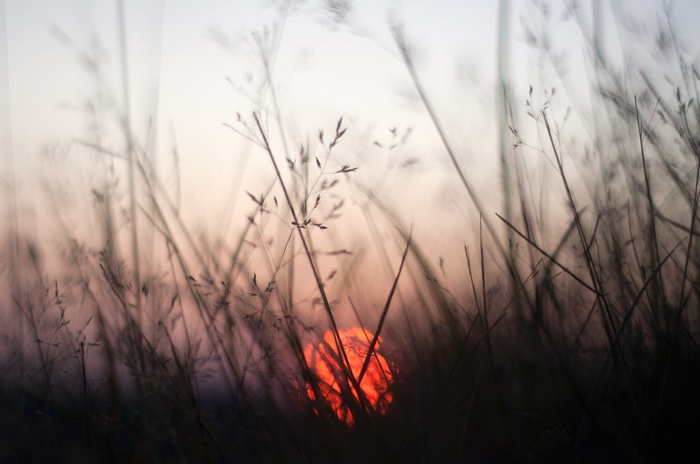 Sunset through tall grass
