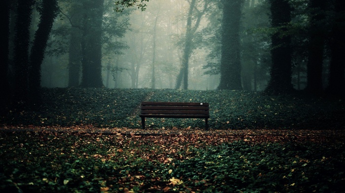 Empty bench in a foggy forest with fallen leaves