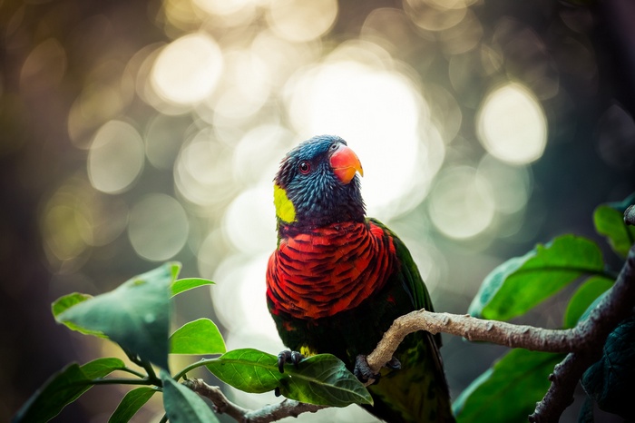 Colorful parrot perched on a tree branch