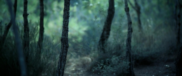 Forest with pine trees