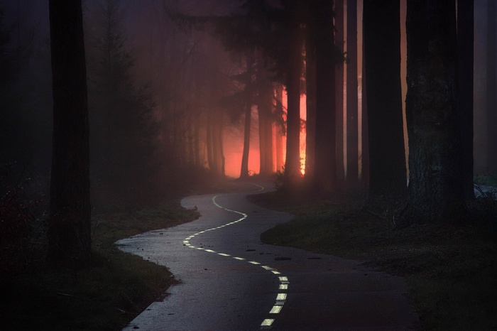 road, forest, trees