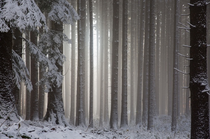 Snowy forest with sunbeams filtering through trees