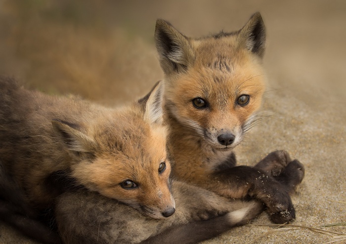 Two young red foxes resting on sand