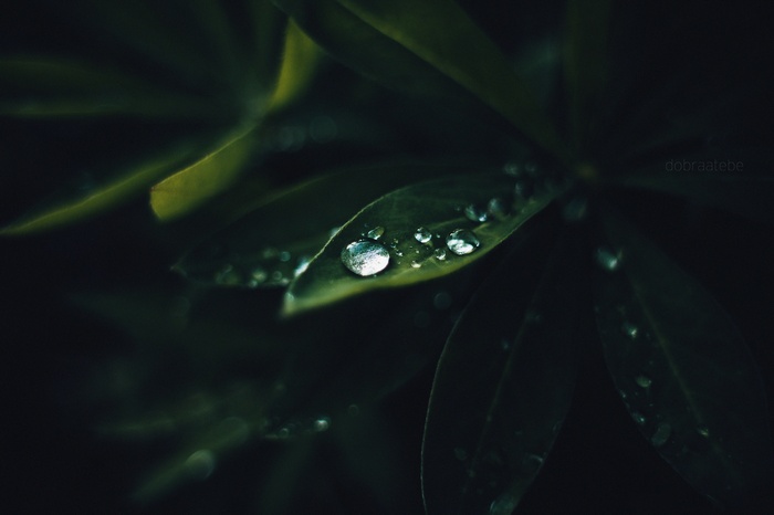 Macro shot of water droplets on green leaves