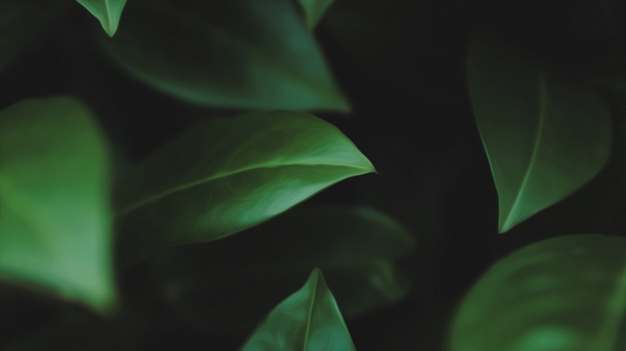 Close-up of green leaves with dark background