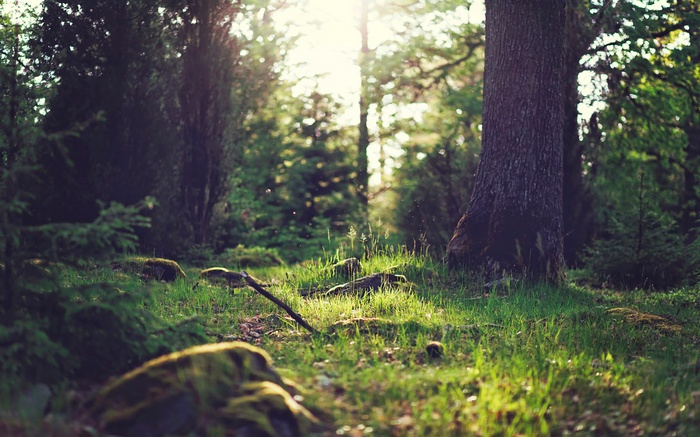 Sunlight filtering through a forest canopy