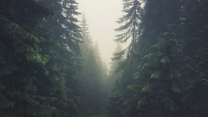 Misty pine forest in the Tatra Mountains, Slovakia