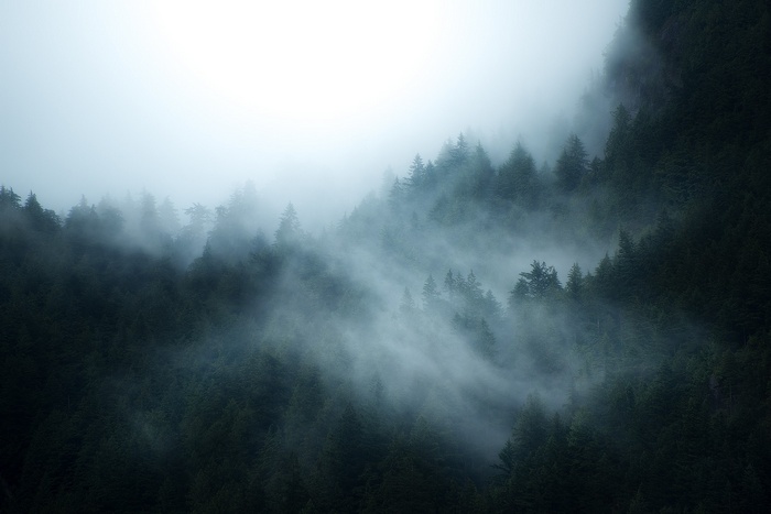 Misty forest on a mountain slope