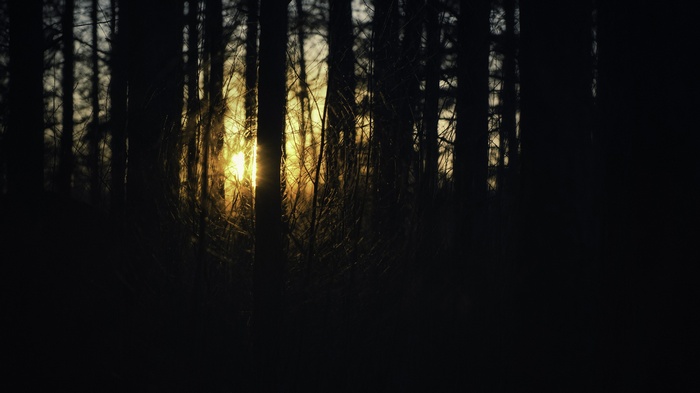 Sunrise through a dark forest