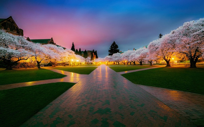 Cherry blossoms at the University of Washington in Seattle