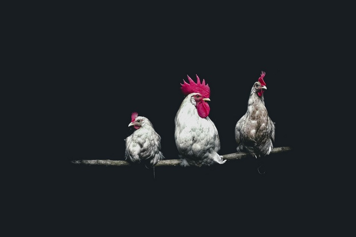 Three chickens perched on a branch against a black background