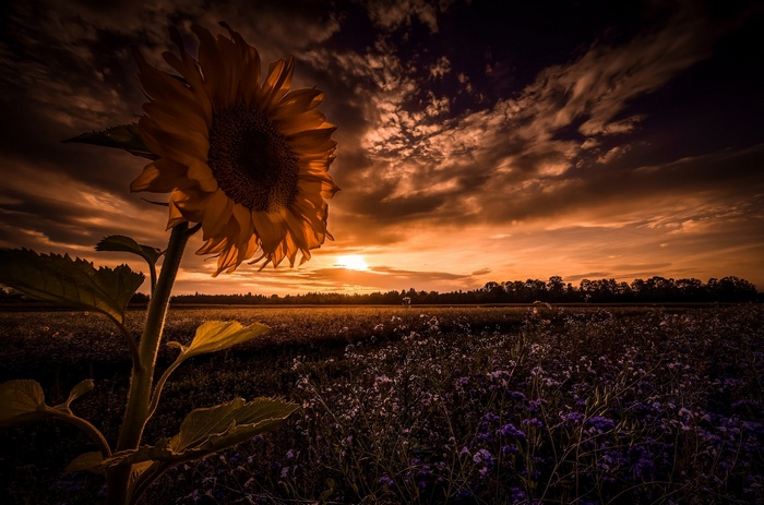 Sunflower field at sunset with dramatic clouds