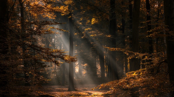 Sun rays filtering through autumn trees in a forest