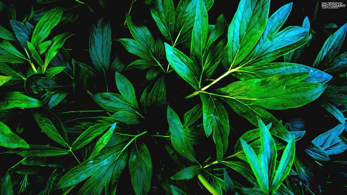 Close-up of dark green leaves with blue accents