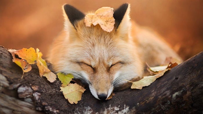 sleeping, nature, animals, muzzles, fall, leaves, fox, photography, trees, depth of field