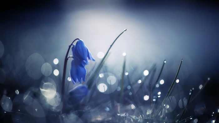 leaves, depth of field, macro, plants, blue flowers, flowers, nature, dew, bokeh, water drops
