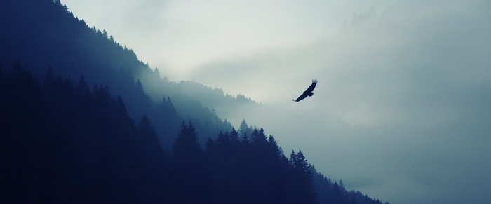 Eagle flying over misty mountains and forest