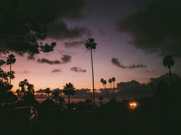 Palm trees at sunset with cars