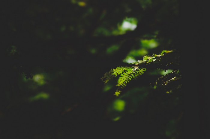 Green fern leaves in dappled sunlight