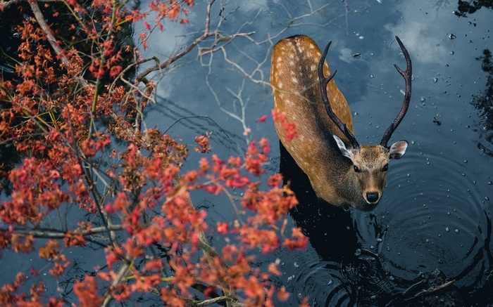 Deer with antlers in water near autumn tree