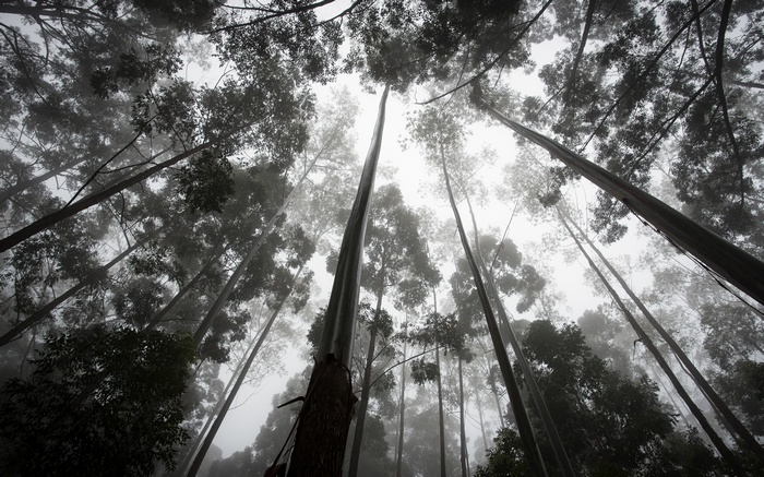 Looking up through tall trees in a foggy forest
